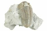 Fossil Flexicalymene Trilobite - Mt Orab, Ohio #380320-3